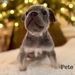 Pete (reserved) - Blue male French Bulldog puppy in Hudsonville, Michigan from Willow Farm