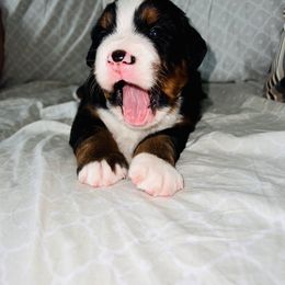 Bernese Mountain Dog Puppies from J & J Meadows