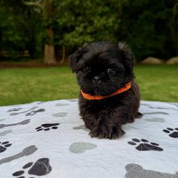 Charles - Black male Shih Tzu puppy in Wakefield, Rhode Island from Shih Tzu Companions in Rhode Island