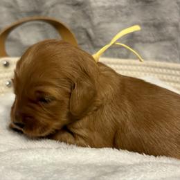 Daisy - Apricot female Goldendoodle puppy in Dayton, Tennessee from MK Goldendoodles
