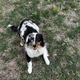 Ella - Shetland Sheepdog