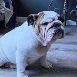 Daisy - Bulldog