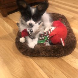 Papillon Puppies from A Breed Apart Papillons