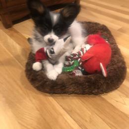 Papillon Puppies from A Breed Apart Papillons