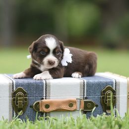 Mercy - Red tri female Miniature Australian Shepherd puppy in White Oak, Texas from Triple Lake Ranch Miniature Australian Shepherds
