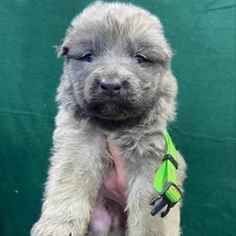 Boy 1 - Blue male German Shepherd puppy in Pelham, North Carolina from P & P Shepherds