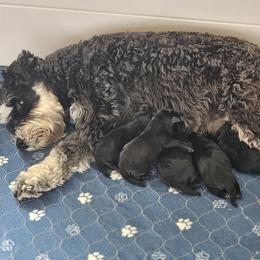 Girl 1 - Black female Miniature Schnauzer puppy in Cassatt, South Carolina from B & E Farms