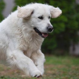 Golden Retrievers from Jersey Golden Retrievers