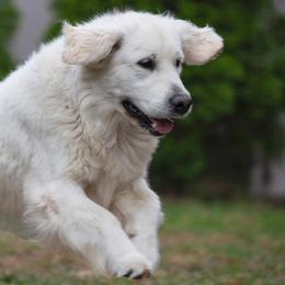 Golden Retrievers from Jersey Golden Retrievers