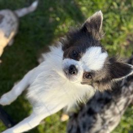 Clyde - Chihuahua