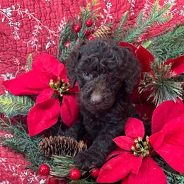 Shasta - Chocolate female Labradoodle puppy in Somerset, California from Annie’s Animals