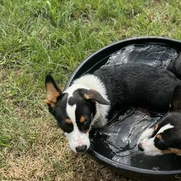 American Corgis from Red Beanie Corgis