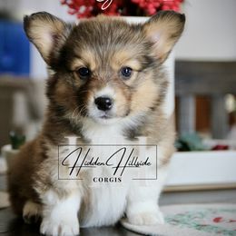Red.Sable FLUFF Girl 2 Docked Tail - Red female Pembroke Welsh Corgi puppy in Locust Grove, Oklahoma from Hidden Hillsides Corgis