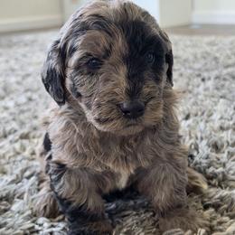 Gauge - Merle male Goldendoodle puppy in Missouri from Husky Hill Kennel