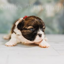 Gracie - Black and tan female Shih Tzu puppy in Bruceville, Indiana from Baby Girl’s Yorkies, Shih-Tzu, Shorkies