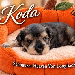 Koda AKC - Salt and pepper male Miniature Schnauzer puppy in Pelzer, South Carolina from Schnauzer Heaven Von Longbach