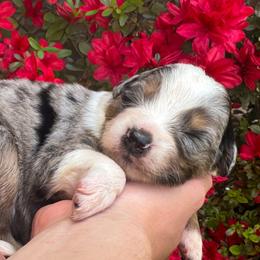 AKC Matcha (Natural Tail) - Blue merle female Australian Shepherd puppy in Jonesborough, Tennessee from 5AFarms