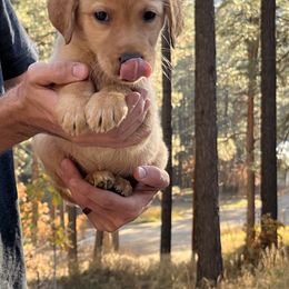 Labrador Retriever and Pembroke Welsh Corgi Puppies from Burress Family Farm and Kennels