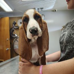 Opal - Black brown and white female Basset Hound puppy in Newton Grove, North Carolina from MGA Basset Hound