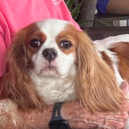 Hazel - Cavalier King Charles Spaniel