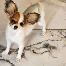 Busy Bee - Papillon puppy from LaRae's Papillons