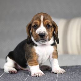 Coco - Black brown and white male Basset Hound puppy in Idaho from Welcome Home Bassets