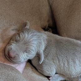 Silver boy - Silver gray male Weimaraner puppy in Rancho Cucamonga, California from Freehart's Weimaraners