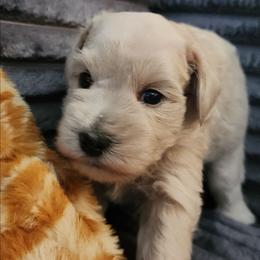 Sully - Wheaten male Miniature Schnauzer puppy in Ferndale, Washington from Blackhorse Schnauzers Washington state