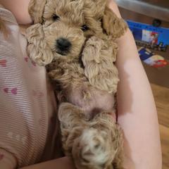 Benny - Apricot male Assorted Doodle Crosses puppy in Worthington, Minnesota from Tiny Toy Doodles