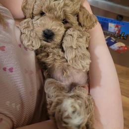 Benny - Apricot male Assorted Doodle Crosses puppy in Worthington, Minnesota from Tiny Toy Doodles