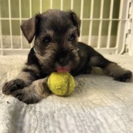Miniature Schnauzer Puppies from Beard and Brows Miniature Schnauzers