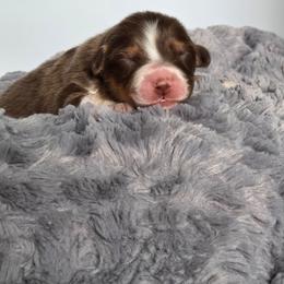 Solana - Red tri-color female Australian Shepherd puppy in Jameson, Missouri from Sky Creek