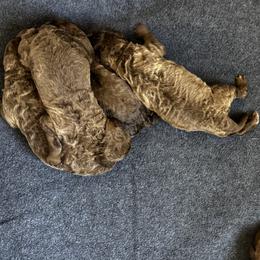 Boy 4 - male Chesapeake Bay Retriever puppy in Lake Anna, Virginia from Three Horses Chesapeakes