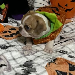 Boston Terrier and French Bulldog Puppies from Angie's Little Bostons And Frenchies