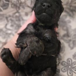 Surprise - Phantom male Poodle puppy in Athol, Massachusetts from DoeValley Standard Poodles