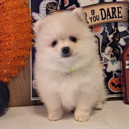 TOBY 2 - White male Pomeranian puppy in Lore City, Ohio from Tonia's Pomeranians