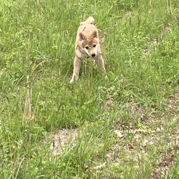 Jaguar - Red female Shiba Inu puppy in Nashua, New Hampshire from Beloved Shiba