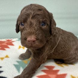Luciano Pavaroti Della Fino - Brown male Lagotto Romagnolo puppy in Santa Fe, New Mexico from Fino Lagotto