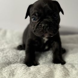 French Bulldog Puppies from Puget Sound Frenchies