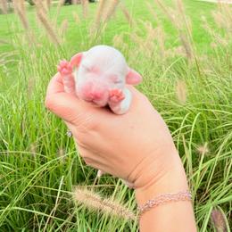 Iris - Cream female Dachshund puppy in Paw Paw, Michigan from Mulberry Meadow Farms