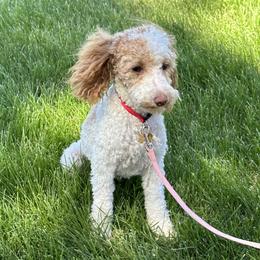 Trixie - Poodle