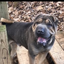 Blaze - Chinese Shar-Pei