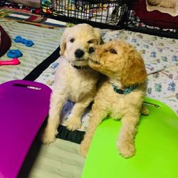 Goldendoodle Puppies from Diamond-Doodles