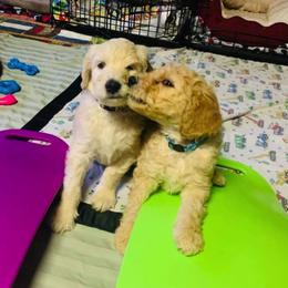 Goldendoodle Puppies from Diamond-Doodles