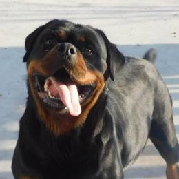 Tigra - Rottweiler