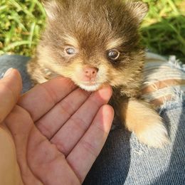 Nestle Crunch - Chocolate and tan male Pomeranian puppy in Buck Valley, Pennsylvania from Buck Valley Pomeranians