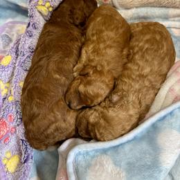 Poodle Puppies from Little Gall Reds