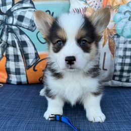 Cassian - Black and tan male Pembroke Welsh Corgi puppy in Battle Ground, Washington from Westbrooke Kennels