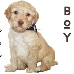 Cotton - Aussiedoodle puppy from Boondock Doodles