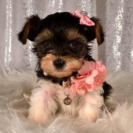 Pearl - Parti female Yorkshire Terrier puppy in Denver, Colorado from Melrey's paws